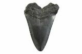 Fossil Megalodon Tooth - South Carolina #341401-1